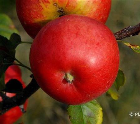 Malus 'Rubinola'