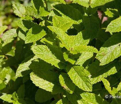 Mentha spicata 'Marokko'