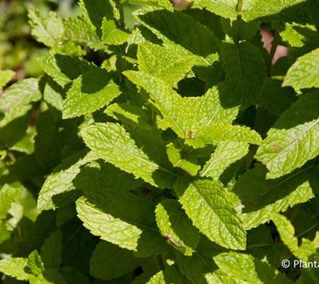 Mentha spicata 'Marokko'