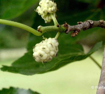 Morus alba