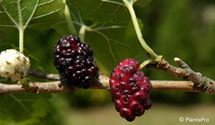 Schwarzer Maulbeerbaum