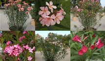 Oleander