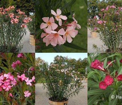 Nerium oleander