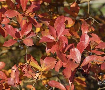 Nyssa sylvatica Nyssa sylvatica