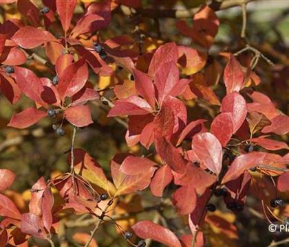 Nyssa sylvatica