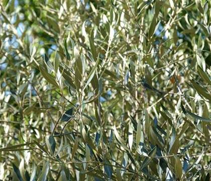 Olea europaea