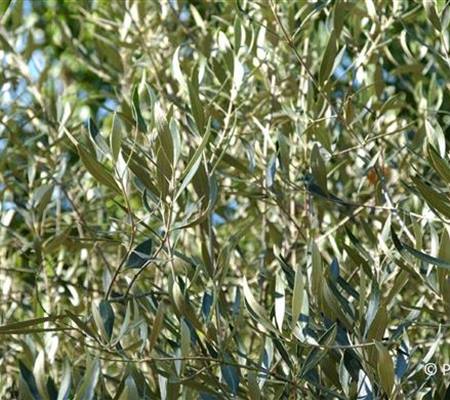 Olea europaea
