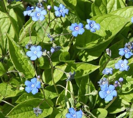 Omphalodes verna