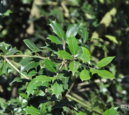 Osmanthus heterophyllus