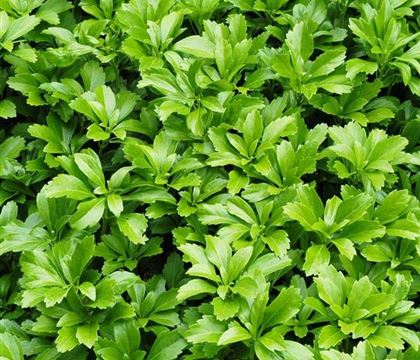 Pachysandra terminalis Pachysandra terminalis