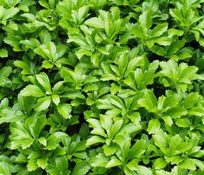 Pachysandra terminalis