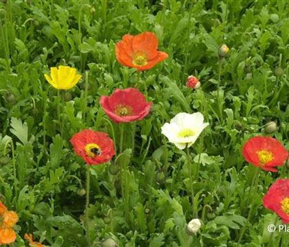 Papaver nudicaule 'Gartenzwerg'