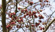 Persische Parrotie