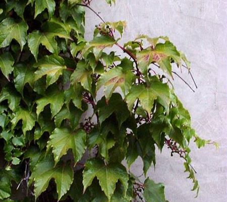 Parthenocissus tricuspidata 'Veitchii' Parthenocissus tricuspidata 'Veitchii'