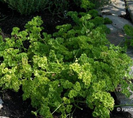 Petroselinum crispum "Smaragd"
