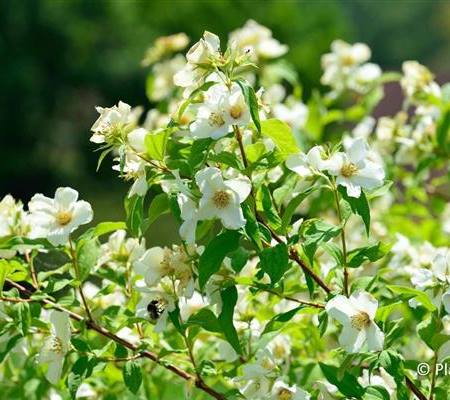 Philadelphus 'Belle Etoile'