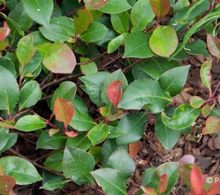 Photinia fraseri (x) 'Little Red Robin' Photinia fraseri (x) 'Little Red Robin'
