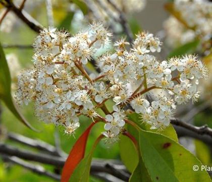 Photinia fraseri (x) 'Red Robin' Photinia fraseri (x) 'Red Robin'