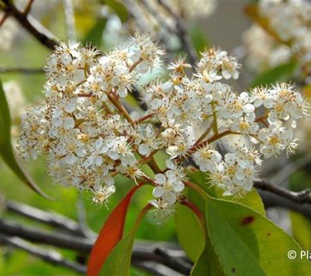 Photinia fraseri (x) 'Red Robin' Photinia fraseri (x) 'Red Robin'