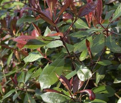 Photinia fraseri (x) 'Red Robin'