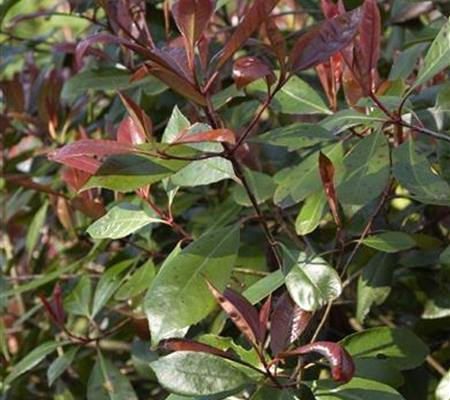 Photinia fraseri (x) 'Red Robin'
