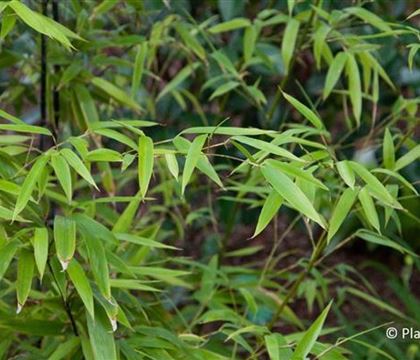 Phyllostachys nigra Phyllostachys nigra