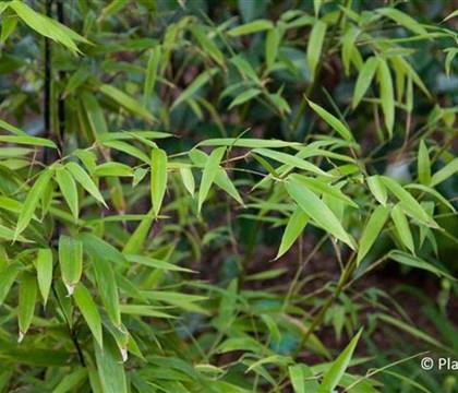 Phyllostachys nigra