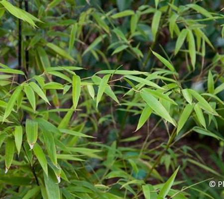 Phyllostachys nigra