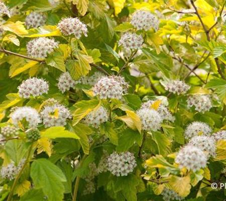 Physocarpus opulifolius 'Dart's Gold'