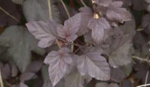 Blasenspiere