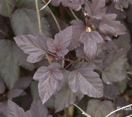 Physocarpus opulifolius 'Diabolo'