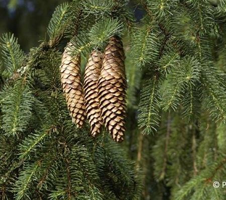 Picea abies Picea abies