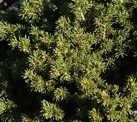 Picea abies 'Little Gem'