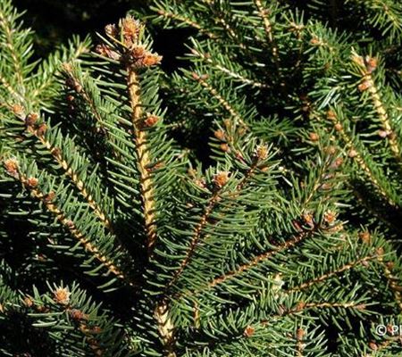 Picea abies 'Nidiformis' Picea abies 'Nidiformis'