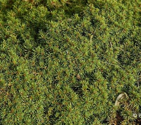 Picea glauca 'Alberta Globe'