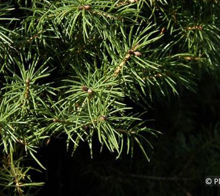 Picea glauca 'Conica'