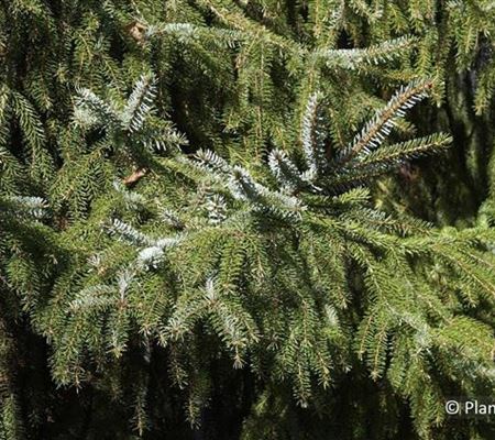 Picea omorika