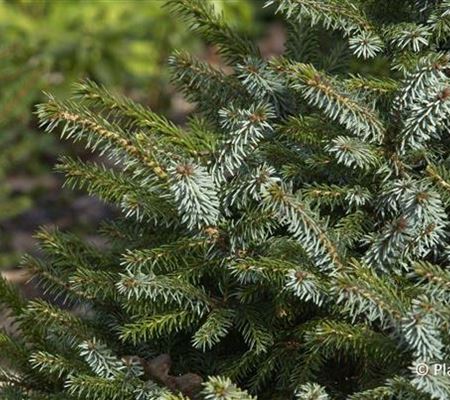Picea omorika 'Nana'