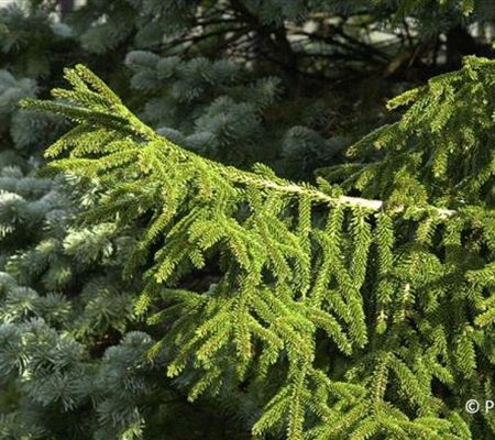 Picea orientalis 'Aureospicata'