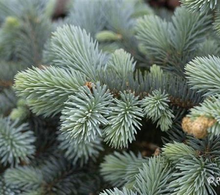 Picea pungens 'Glauca Globosa' Picea pungens 'Glauca Globosa'