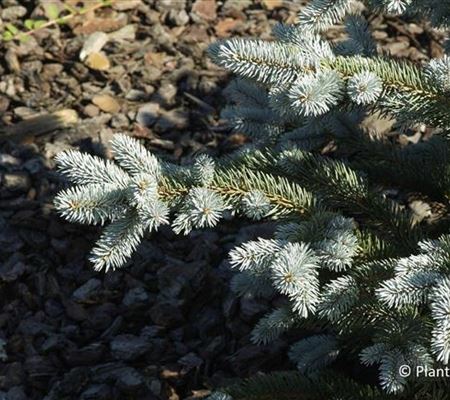 Picea pungens 'Hoopsii' Picea pungens 'Hoopsii'