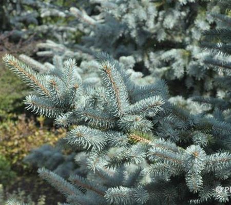 Picea pungens 'Oldenburg'