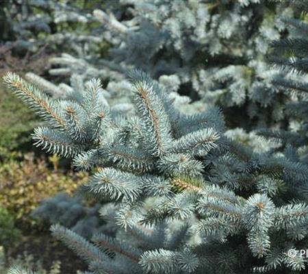 Picea pungens 'Oldenburg'