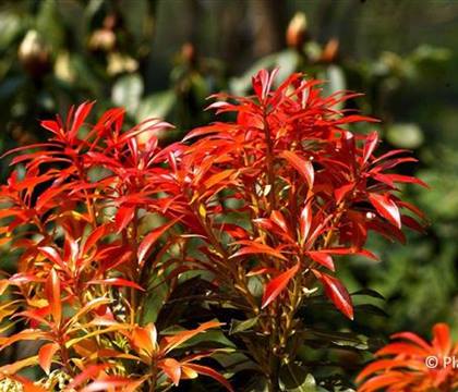 Pieris 'Forest Flame'
