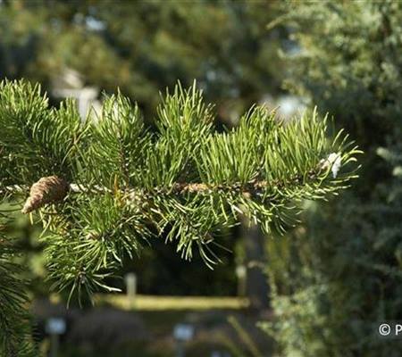 Pinus banksiana