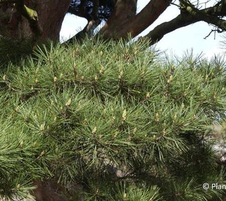Pinus densiflora 'Umbraculifera'