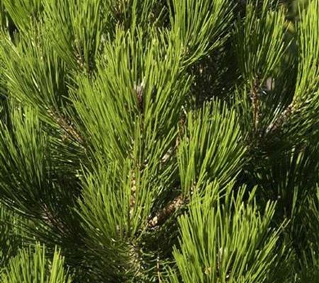 Pinus heldreichii 'Compact Gem' Pinus heldreichii 'Compact Gem'