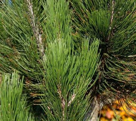 Pinus heldreichii 'Satellit'