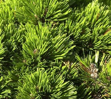 Pinus heldreichii 'Smidtii' Pinus heldreichii 'Smidtii'