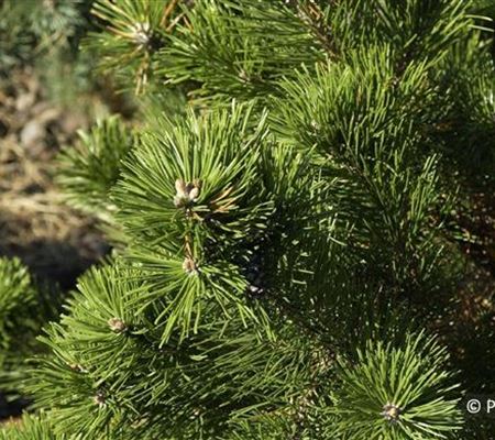 Pinus mugo 'Gnom' Pinus mugo 'Gnom'